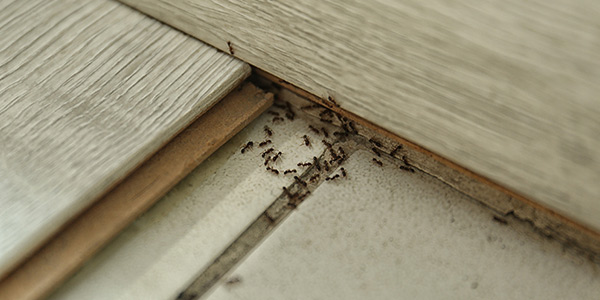 أفضل مبيدات للقضاء على النمل